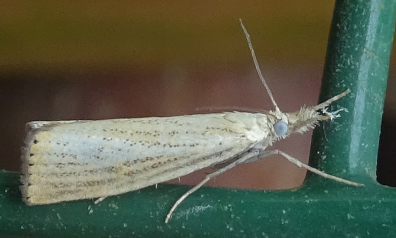 Agriphila straminella - Crambidae